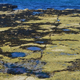 Illustration for article titled Hundreds of Dinosaur Footprints Found in a Scottish Lagoon
